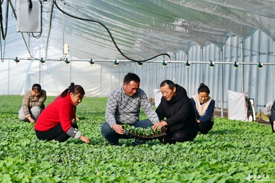 阜南田間煥新機(jī) 農(nóng)技服務(wù)進(jìn)大棚，科技賦能助振興