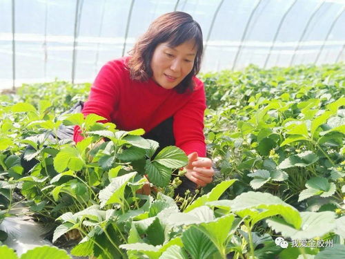 科技賦能田野，點(diǎn)亮現(xiàn)代農(nóng)業(yè)新希望——專訪青島市農(nóng)業(yè)技術(shù)推廣協(xié)會(huì)會(huì)長(zhǎng)、九龍山合作社理事長(zhǎng)李春花